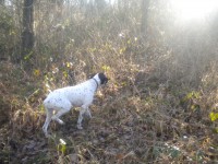 /album/dipsy-en-action-de-chasse/dipsy-fev-2011-1-jpg/